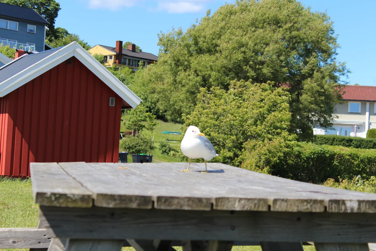 Bilde av Sølystranda badeplass
